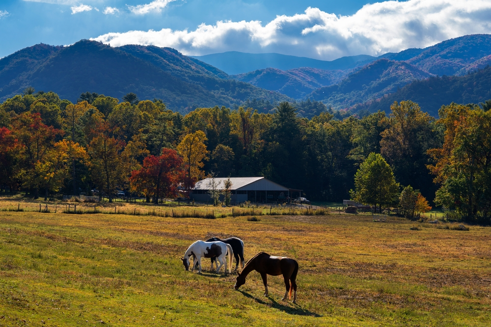 cades cove riding stables