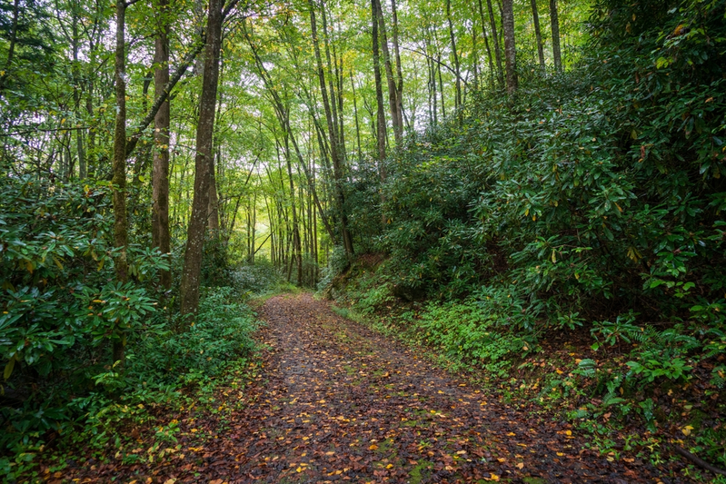 nature trail in the Smoky Mountains